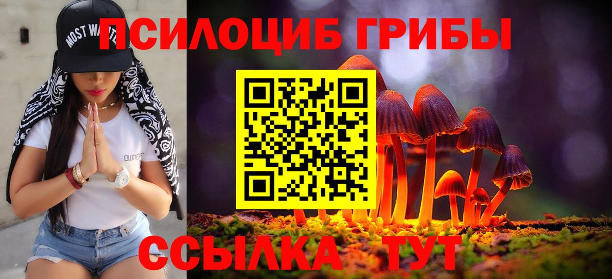 купить наркотики сайты  Вход с VPN  Шатура  Псилоцибиновые грибы Psilocybe 